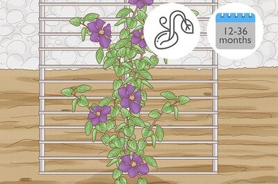 How to Propagate Clematis