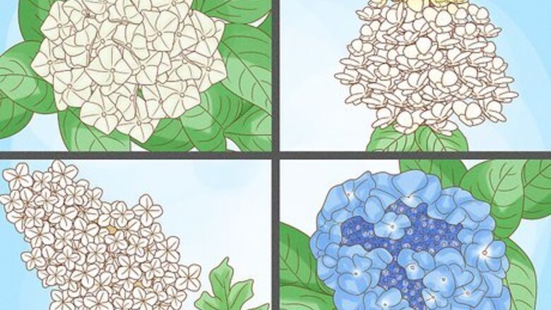 How to Grow Hydrangeas
