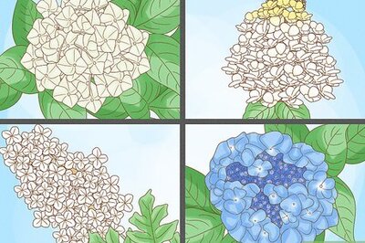 How to Grow Hydrangeas