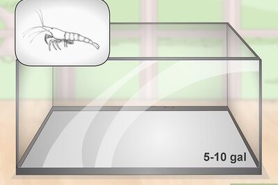 How to Take Care of Ghost Shrimp