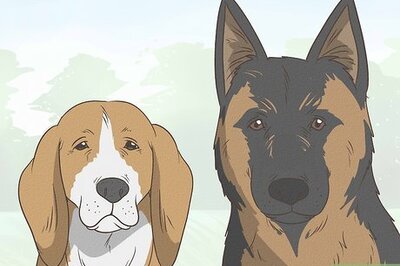 Can Drug Sniffer Dogs Smell Vapes & Nicotine Products?