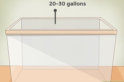 How to Care for a Clown Fish