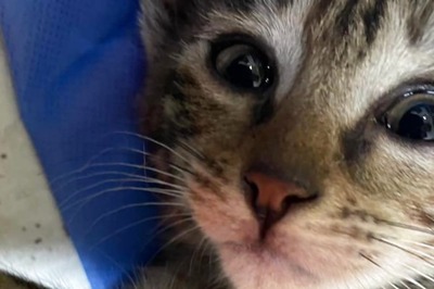 Air India Flyer Heartbroken After Losing Pet Cat at Delhi Airport, Slams Airline Staff