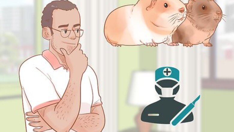 How to Neuter Your Guinea Pig