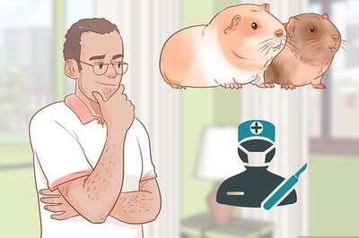 How to Neuter Your Guinea Pig