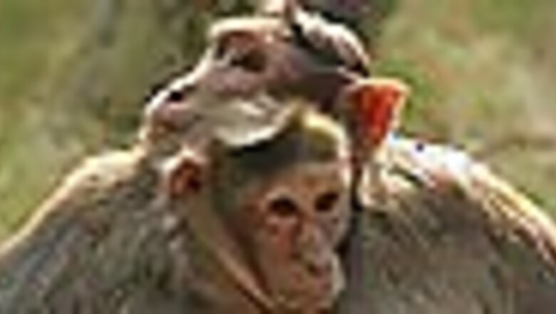 Scientists decode monkey's brains