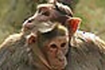 Scientists decode monkey's brains