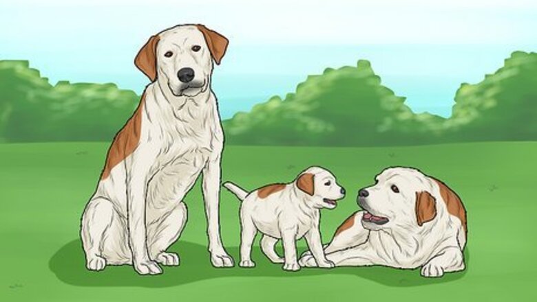 How to Prevent Bloating in Dogs