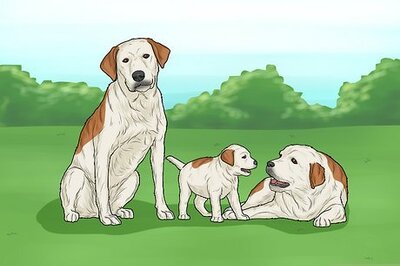 How to Prevent Bloating in Dogs