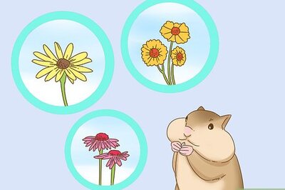 How to Attract Chipmunks to Your Yard