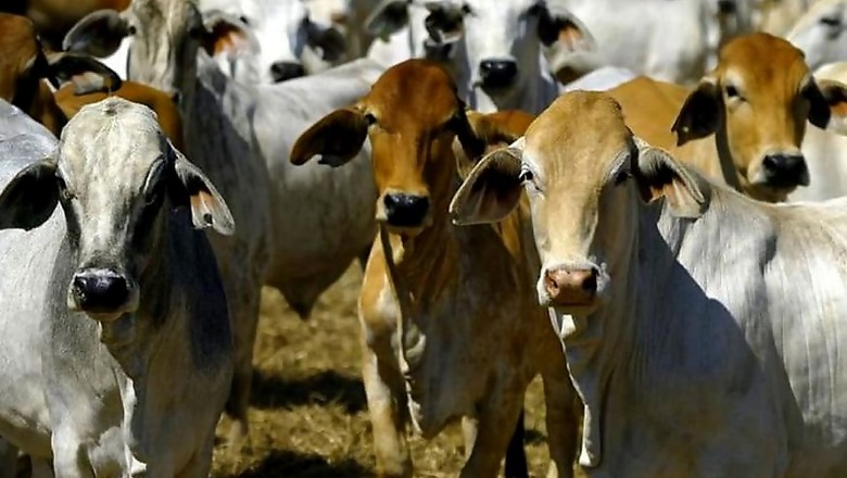 36 Cows Found Dead at Cowshed in Delhi