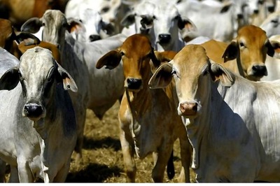 36 Cows Found Dead at Cowshed in Delhi
