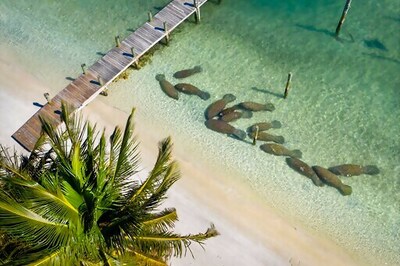 Florida Breaks Annual Manatee Death Record In First 6 Months