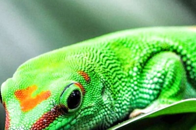 Lizards Can Hear Low Frequency Vibrations: Study