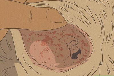 How to Get Rid of a Rash on a Dog