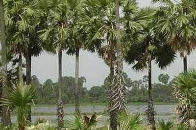 Why Tamil Nadu Need More Palm Trees and What State Govt Is Doing to Increase Palmyrah Population