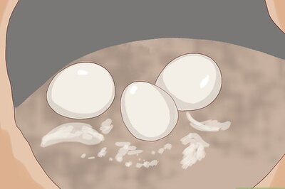 How to Tell the Sex of Parrots