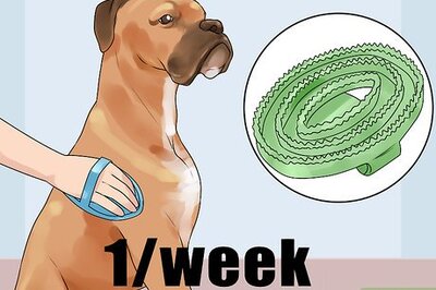 How to Groom Your American Pit Bull Terrier