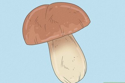 What Do Bad Mushrooms Look and Smell Like?