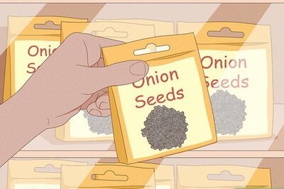 How to Plant Onions