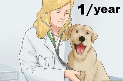 How to Provide Preventive Veterinary Care for Your Dog