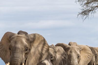 Tamil Nadu to Come Up With AI-based Solutions to Prevent Elephant Deaths; See Details