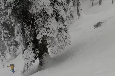 Tourists run into rare snow leopard in Gulmarg, encounter caught on cam