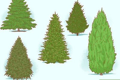 How to Set Up a Christmas Tree