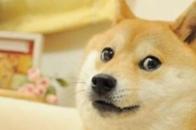 Viral Meme Dog Cheems Passes Away After Battling Cancer, Internet Mourns