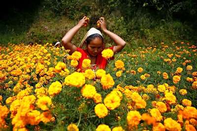 Diwali 2017: Significance of Marigold Flowers, Mango Leaves