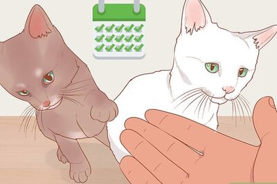 How to Be Nice to Your Pets