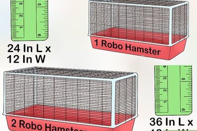 How to Tame a Roborovski Hamster