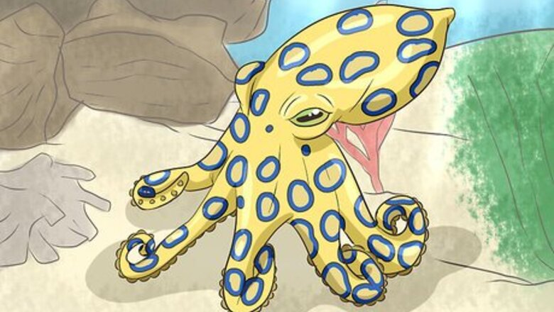 How to Identify Dangerous Marine Animals in Australian Waters