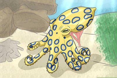 How to Identify Dangerous Marine Animals in Australian Waters