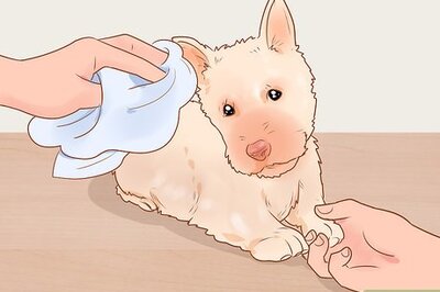 How to Groom a Scottish Terrier