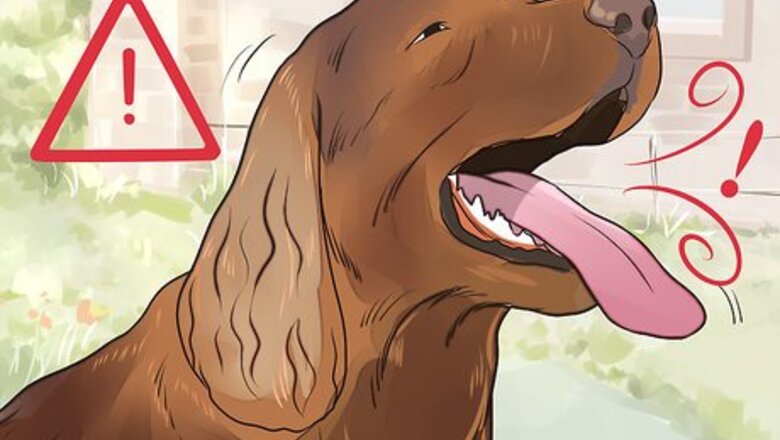 How to Prevent an Older Dog from Overheating