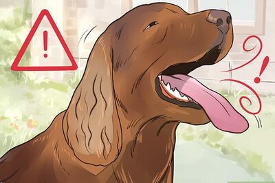 How to Prevent an Older Dog from Overheating