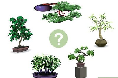 How to Start a Bonsai Tree