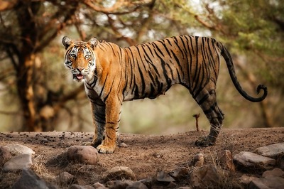 Everything You Knew About Tiger Conservation Might be Missing the Point as Survey Points to ‘Paradigm Shift’
