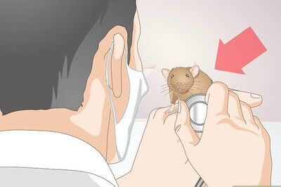 How to Help a Gerbil Recover After Stroke
