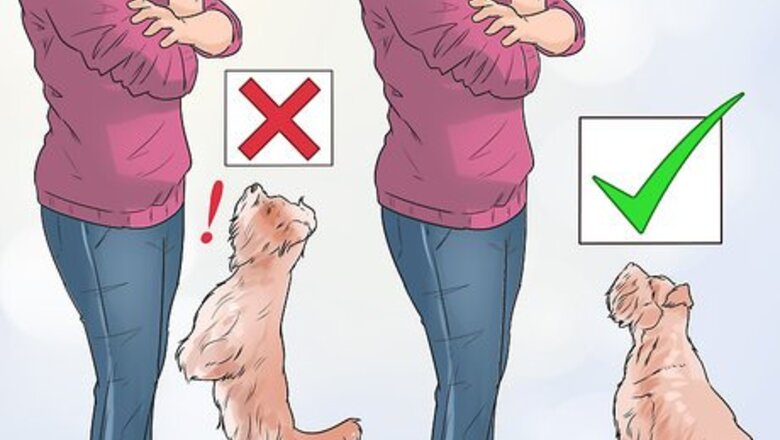 How to Deal with Your Annoying Dog