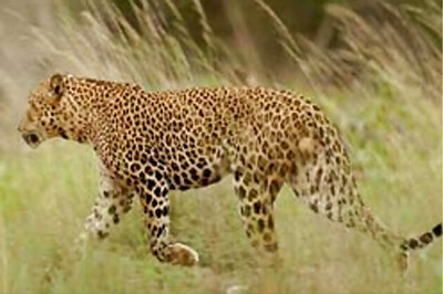 Two-yr-old girl injured in leopard attack near Katarniyaghat wildlife sanctuary