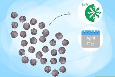 How to Grow Four O' Clock Flowers