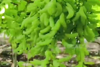 In Karnataka's Belagavi, Farmer Grows 6-inch Long Grapes