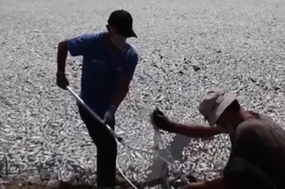 At This Popular Tourist Port In Greece, Thousands Of Dead Fish Cause Unbearable Stench