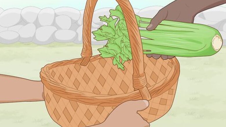 How to Grow Celery Indoors