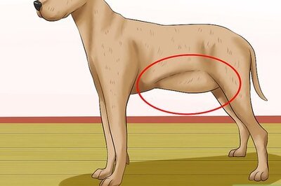 How to Diagnose Bloat in Great Danes