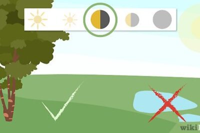 How to Plant Lily of the Valley