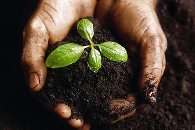 Sikh-Americans Pledge to Plant 100 Forests in India to Combat Climate Change