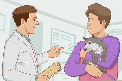 How to Stop Your Dog from Chewing Things it Shouldn't